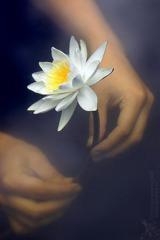 лилия, руки, вода ... лилия в двух стихиях...photo preview