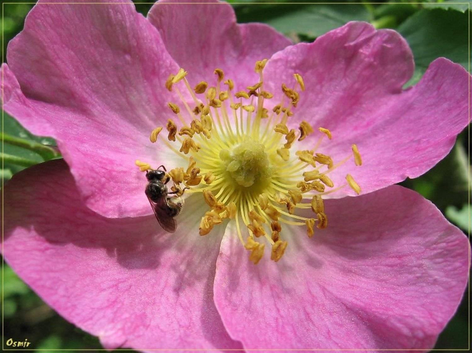 Мюсли для самой маленькой. Автор: Алексей Миронченко пчела, шиповник, цветок, Алексей Миронченко