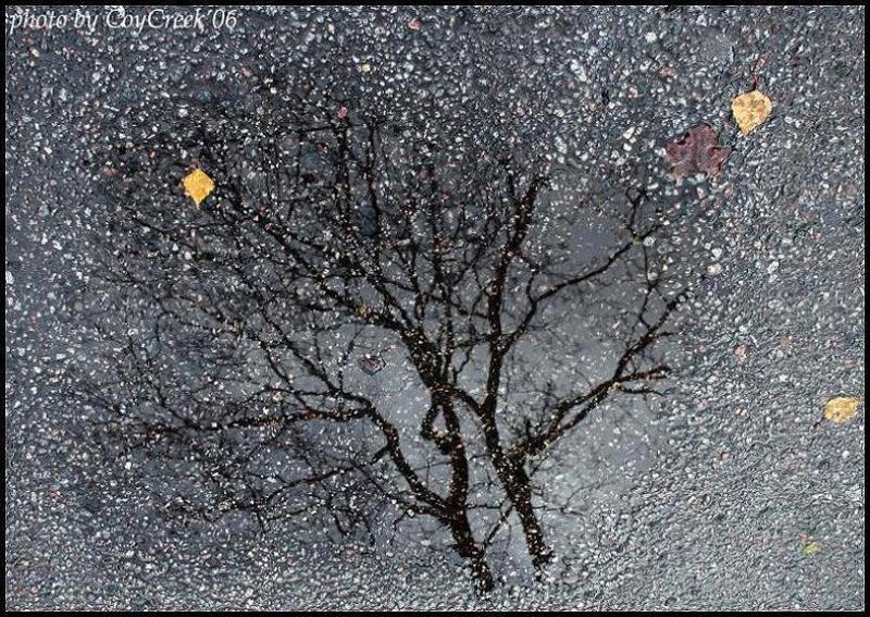 осень, лужа, асфальт photo preview