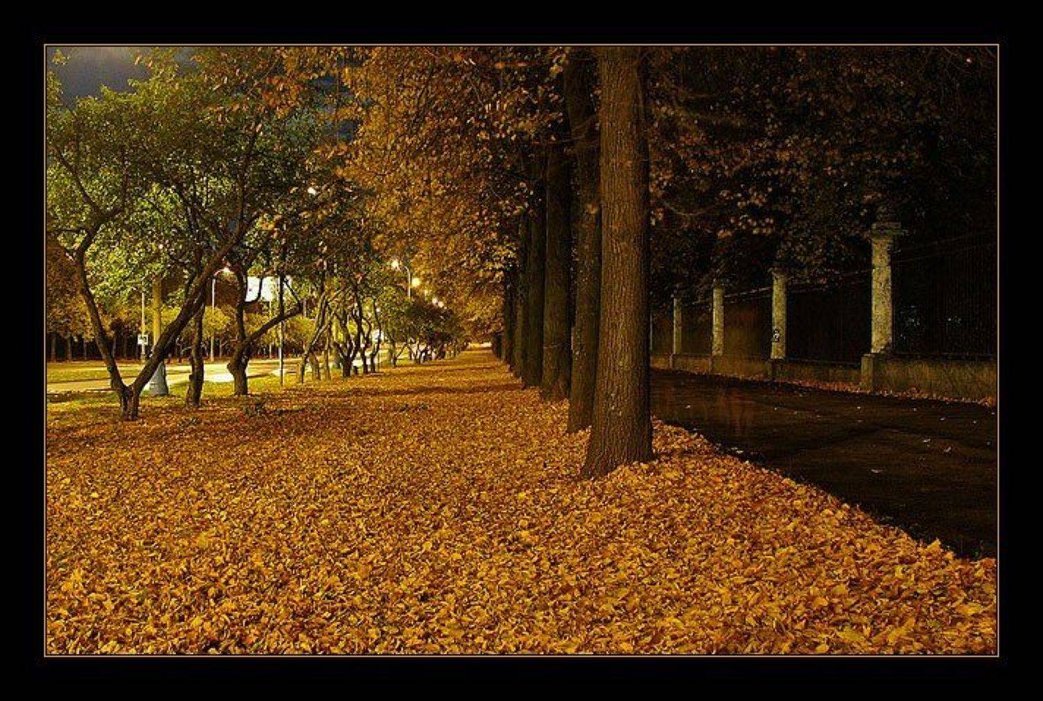 москва, город, ночь, огни, фонари, улица, аллея, деревья, листья, желтый, dyadyavasya, Дмитрий Шамин