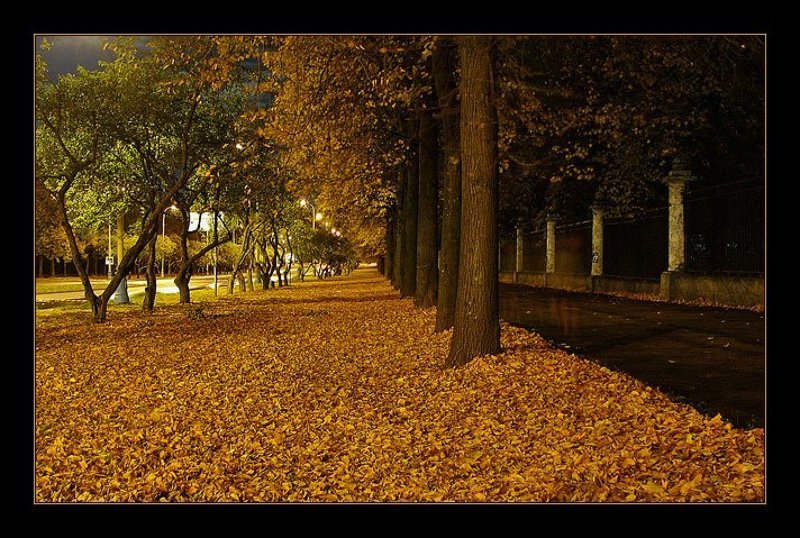 москва, город, ночь, огни, фонари, улица, аллея, деревья, листья, желтый, dyadyavasya На ковре из желтых листьевphoto preview