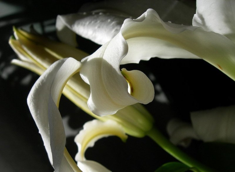 белая, лилия Прикосновениеphoto preview