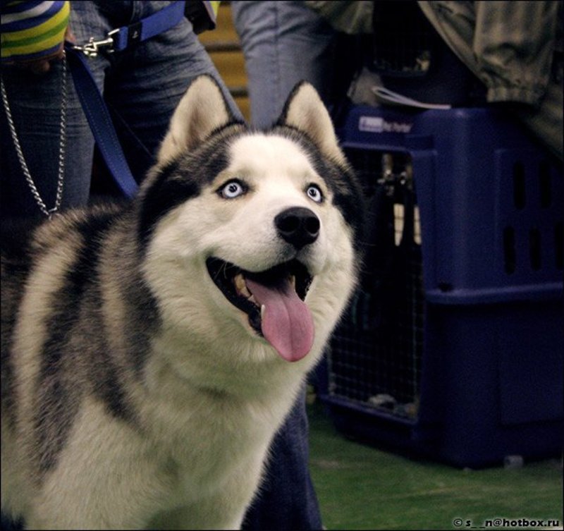 собаки, хаски, взгляд Глазаphoto preview