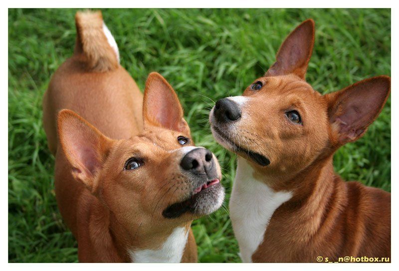 собаки, рыжие, басенджи Две рыжие мордыphoto preview