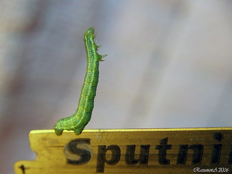 Гусеница, макро, бегущая по лезвию Бегущая по лезвию бритвыphoto preview