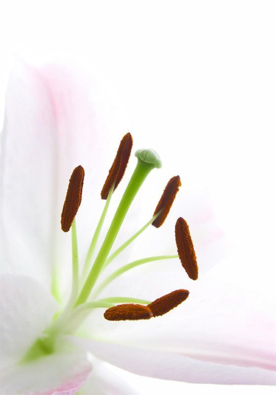 лилия, цветы Лилияphoto preview