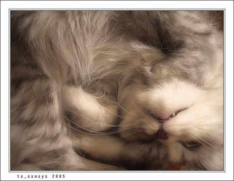 коша Пушистый сонphoto preview