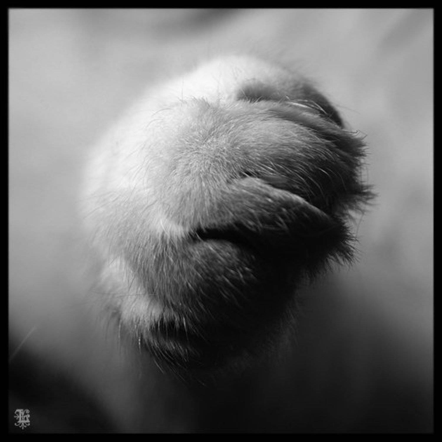 Lucem,cats,кошки,лапа, Lucem