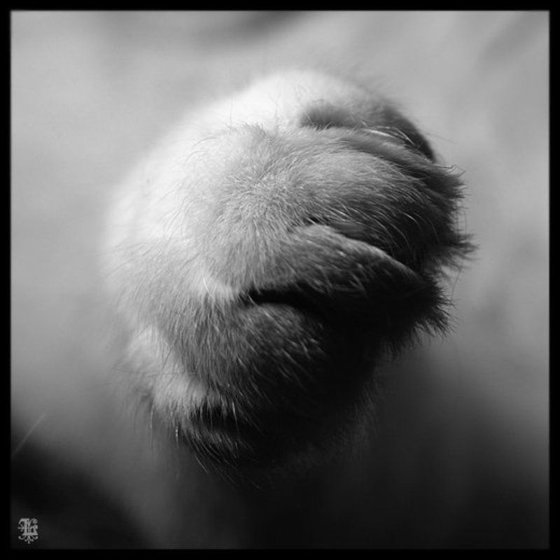 Lucem,cats,кошки,лапа very softphoto preview