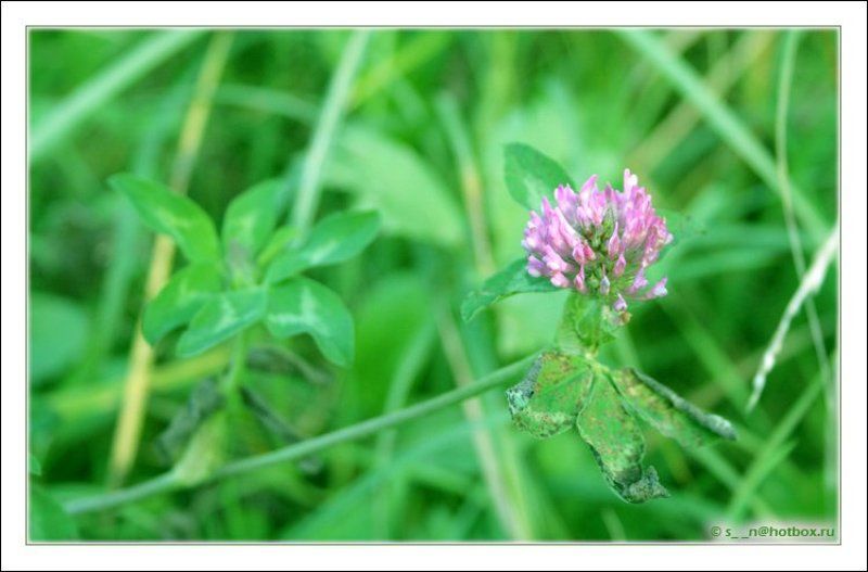 клевер Ничто не вечно..photo preview