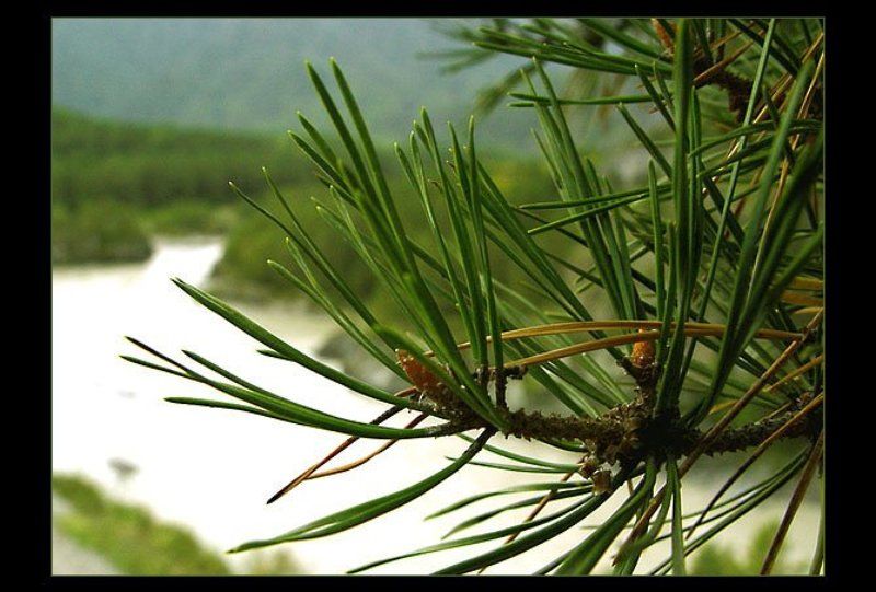 Алтай Рекаphoto preview