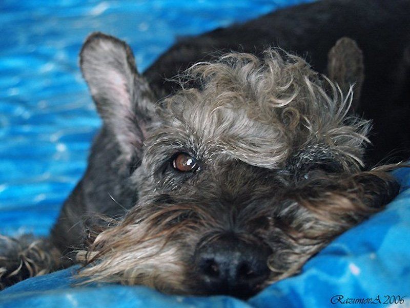 Чуня, собака, миттельшнауцер Чуняphoto preview