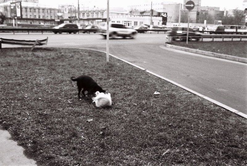 город, собаки B/Wphoto preview