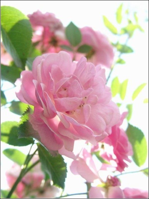 роза, лето, нежность photo preview