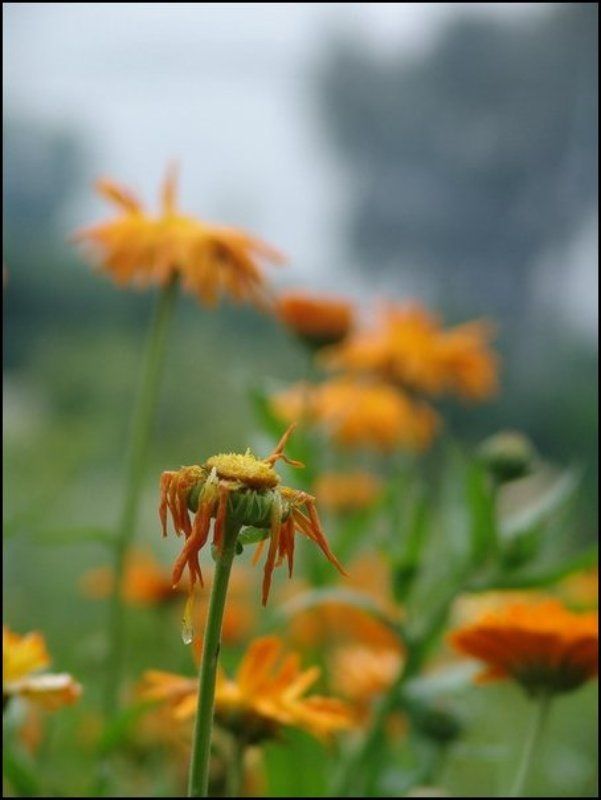 природа, цветок, морко, грустить Груститьphoto preview