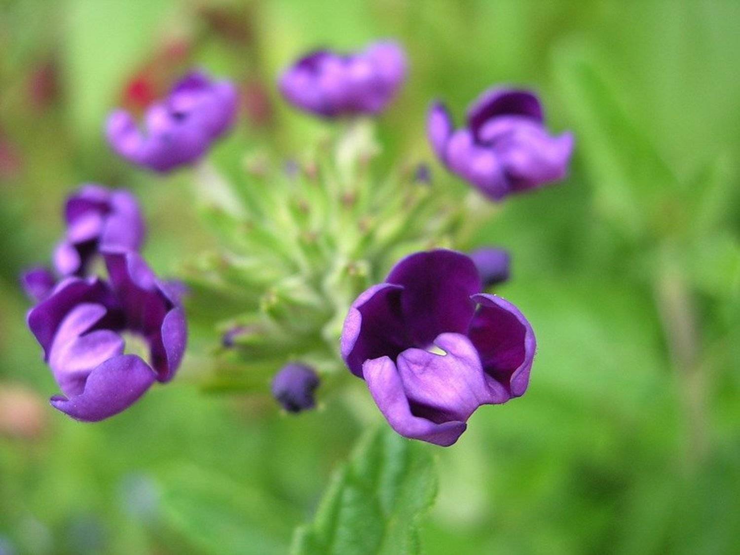 сиреневый, цветочек, CyberDream