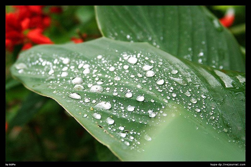 Киев, nature, kUPa Утренняя росаphoto preview