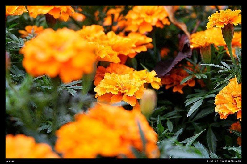 Киев, nature, kUPa photo preview