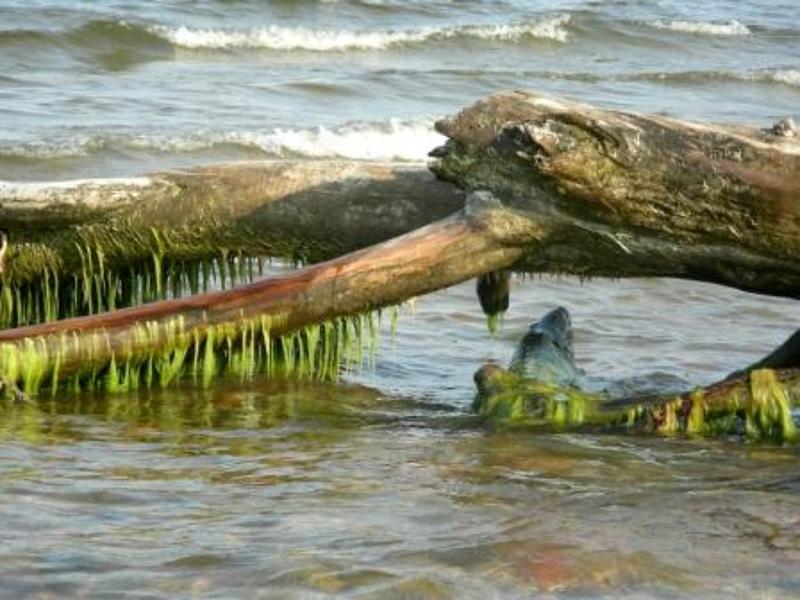 Рижский залив ***photo preview