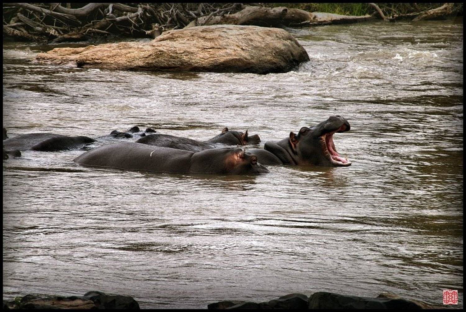 Ебемоты, бегемоты, гиппопотамы, Южная Африка, Cairns