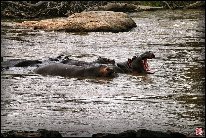 Ебемоты, бегемоты, гиппопотамы, Южная Африка Хотели Бегемотов? Да пожалуйста!photo preview