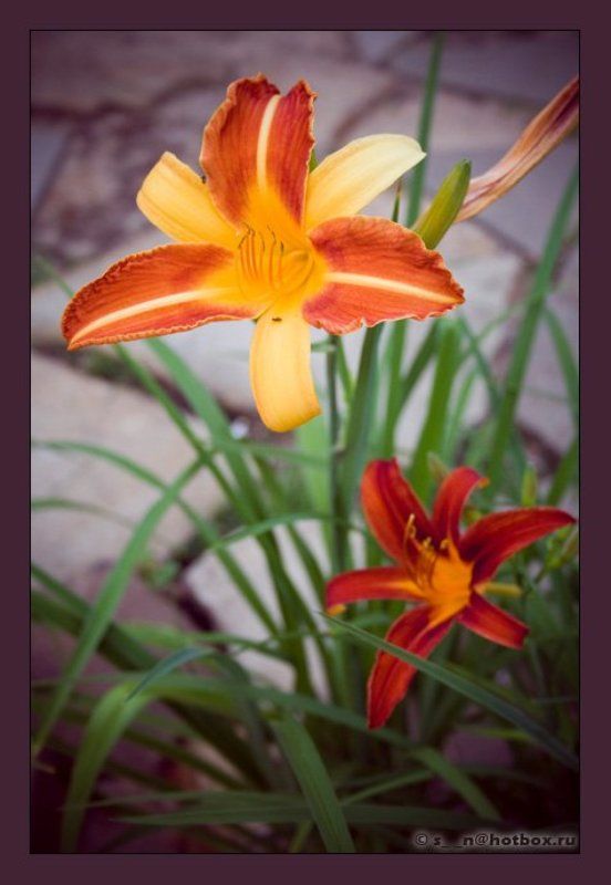 цветы, природа, красиво * * *photo preview