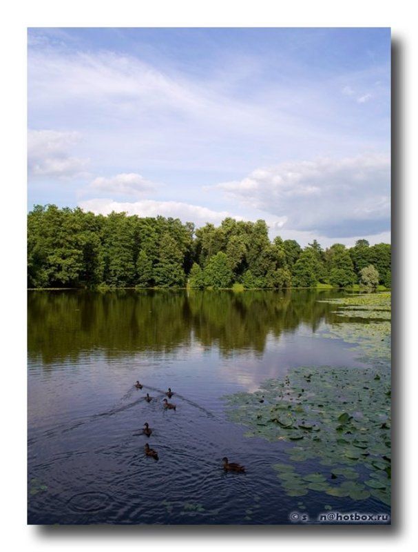 пруд, утки, лето Про теплое лето и голубое небоphoto preview