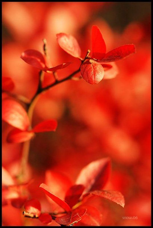 красное, непортретное .inredphoto preview