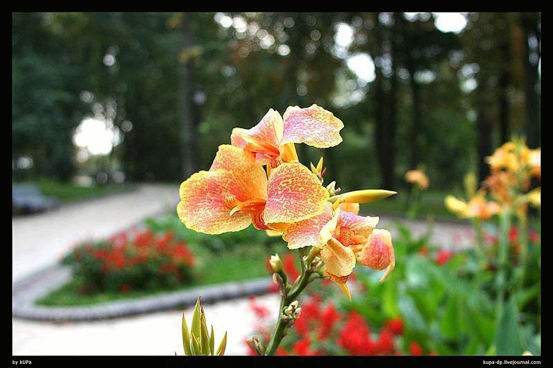 Nature, kUPa photo preview