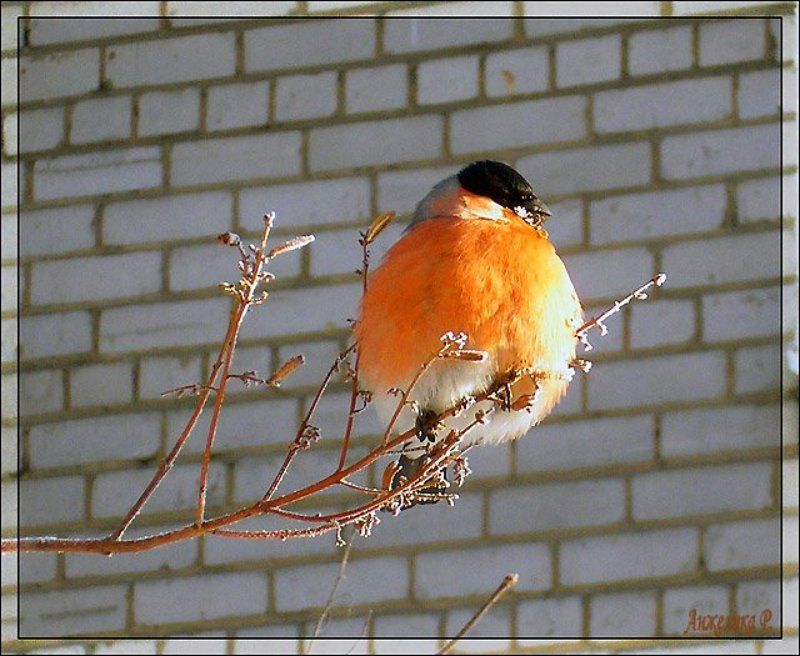 Снегирь, птица, шарик, апельсин Ещё один шарик на веточкеphoto preview