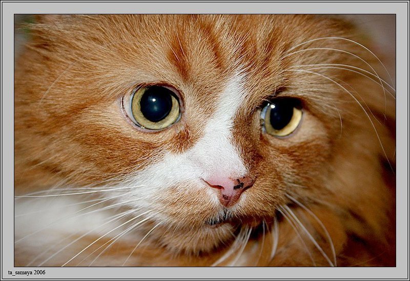 кот-обормот :)photo preview