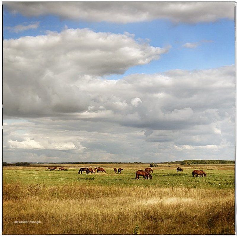 лошадь, лошади, конь, horses, horse, equi, zabegin ***photo preview