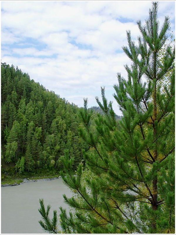природа ,ель Алтайский пейзажphoto preview