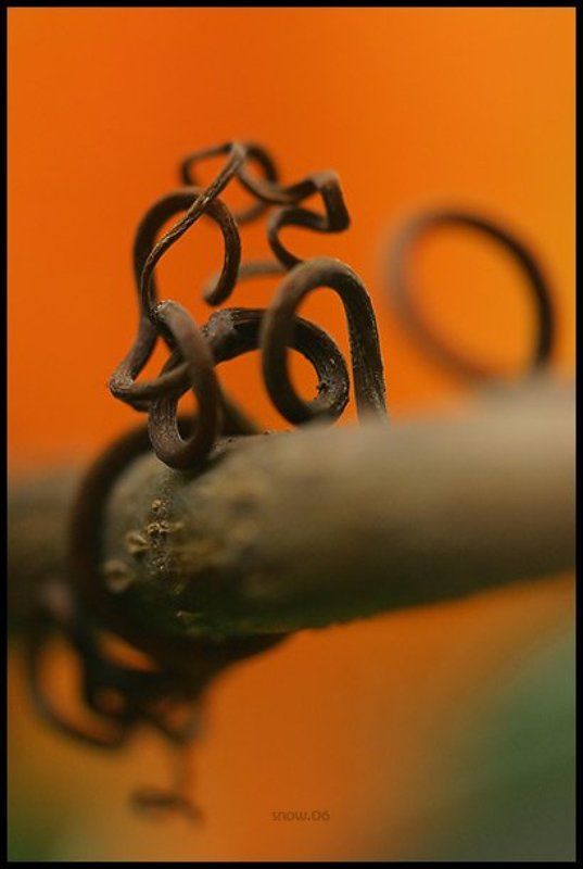 закорючка, виноград .flourishphoto preview