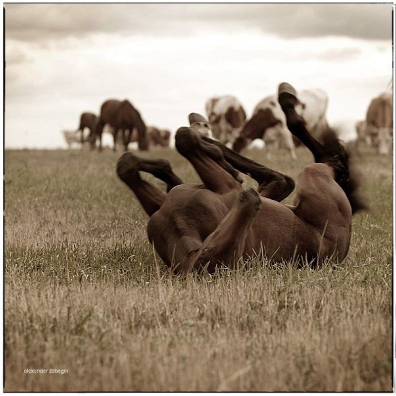 лошадь, лошади, конь, horses, horse, equi, zabegin ржунимагу :))photo preview