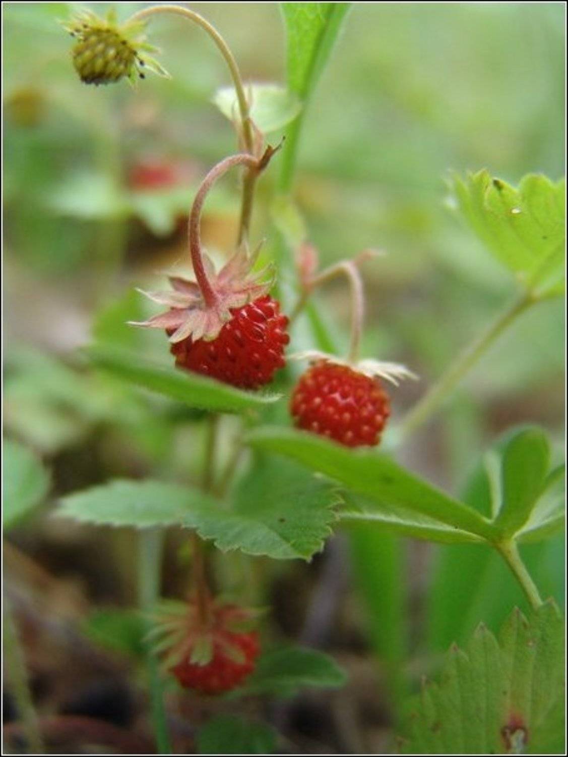 Прижаться. Автор: ju4a земляника, природа, лето, лес, ju4a