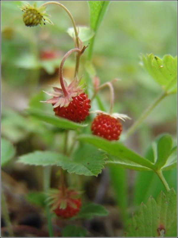 земляника, природа, лето, лес Прижатьсяphoto preview