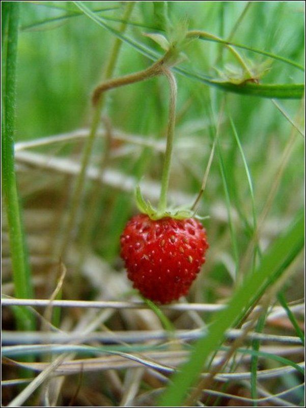 земляника, природа, лето, лес Съешь меня :)photo preview