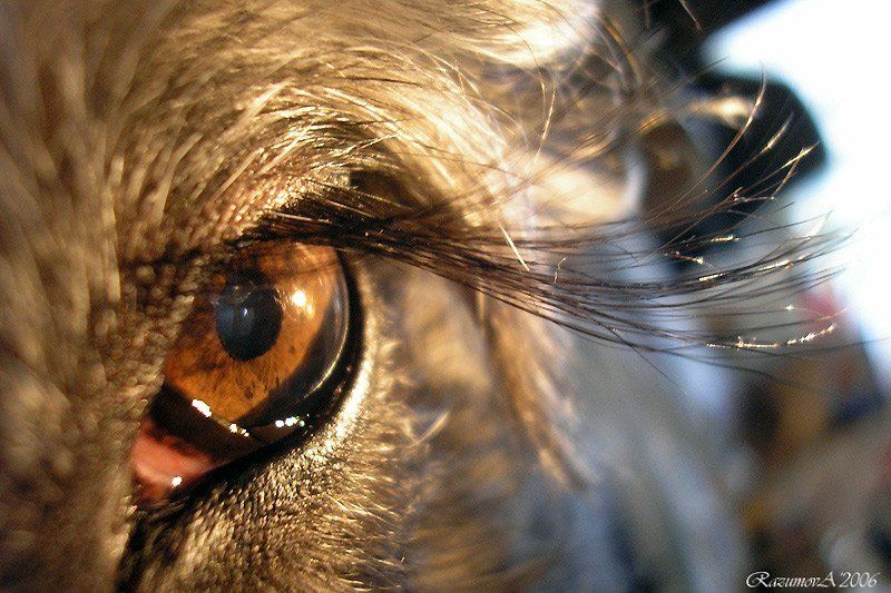 Ресницы, Чуня, Миттельшнауцер, собака, глаз Хлопая ресницами и взлетая...photo preview