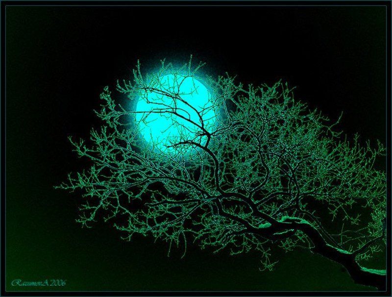 Ветка на фоне луны, хайку, хокку Расскажи мне хайкуphoto preview