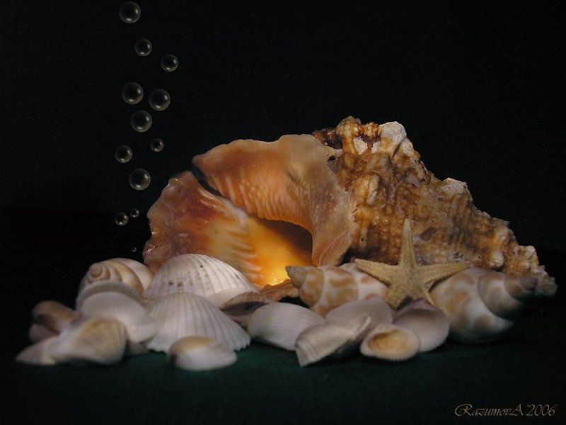 Ракушки, натюрморт, световая кисть Морскойphoto preview