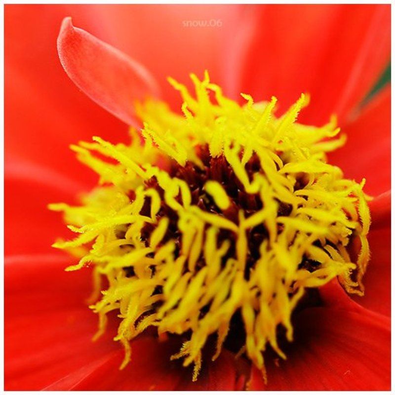 .inyellownredphoto preview