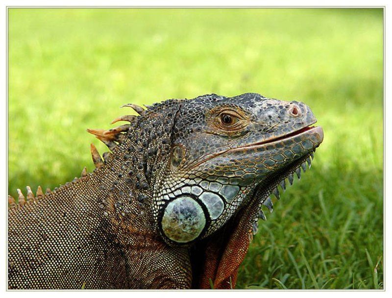 Дракон на пленэре Задумчивый драконphoto preview