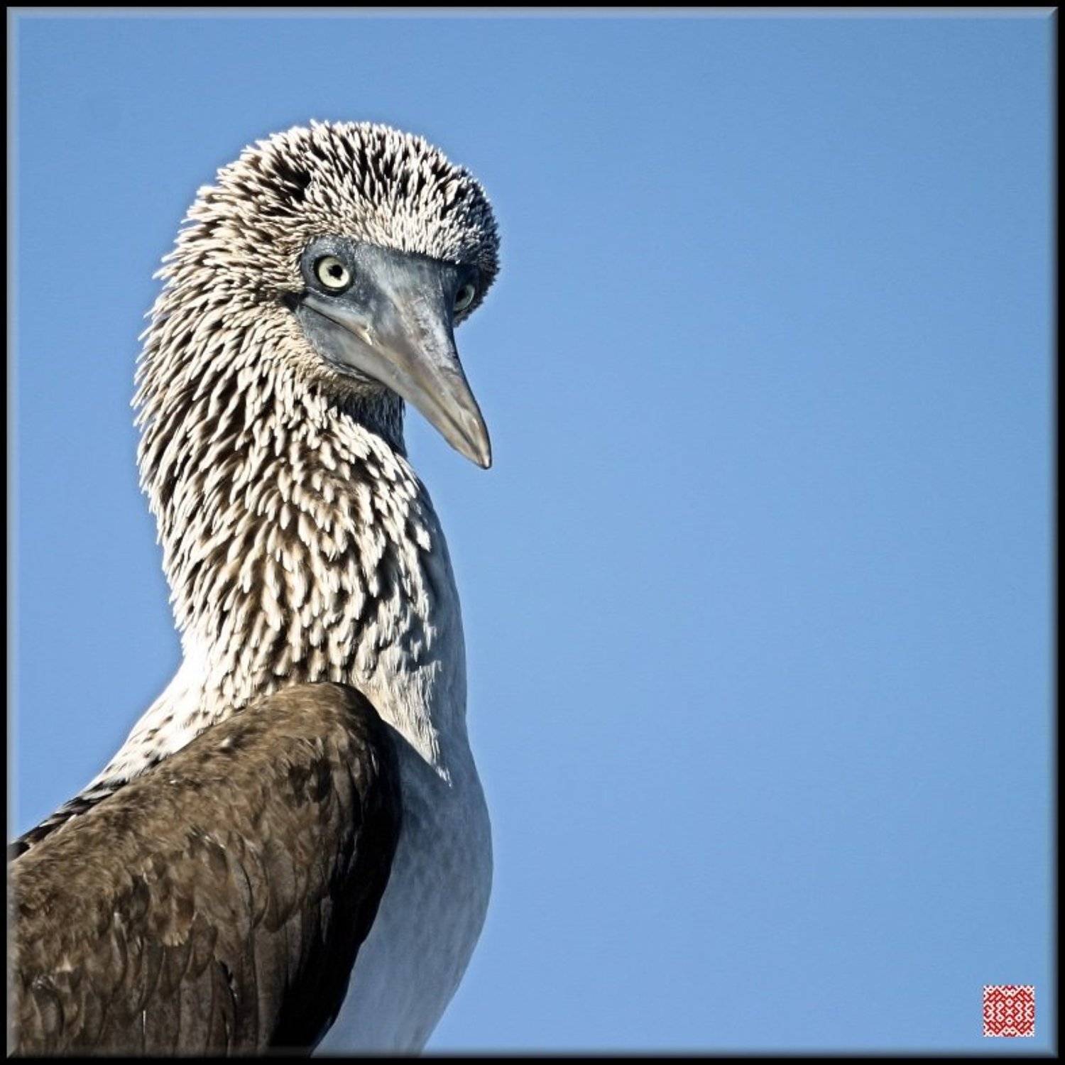 Вы ко мне?. Автор: Cairns Blue footed Boobie, Галапагосские острова, Эквадор, Cairns