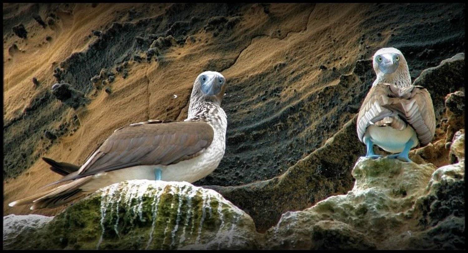 Blue footed Boobie, Галапагосские острова, Эквадор, Cairns