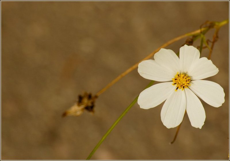 флора, цветок ***photo preview