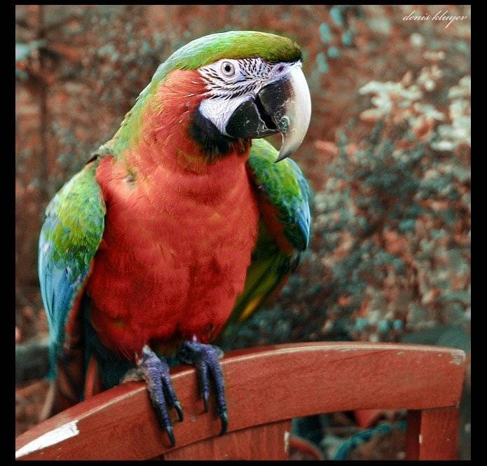 Ара, Ара... Арина Я!. Автор: Денис Клюев фото, животное, попугай, ара, арина, Денис Клюев, Денис Клюев