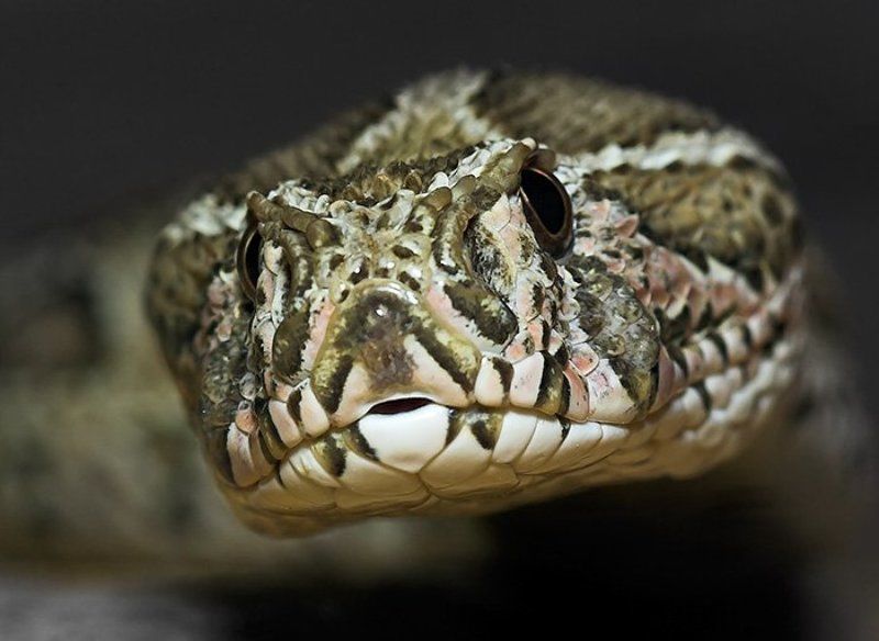 змеи, рептилии, пресмыкающиеся, цепочная, гадюка взгляд... фото превью