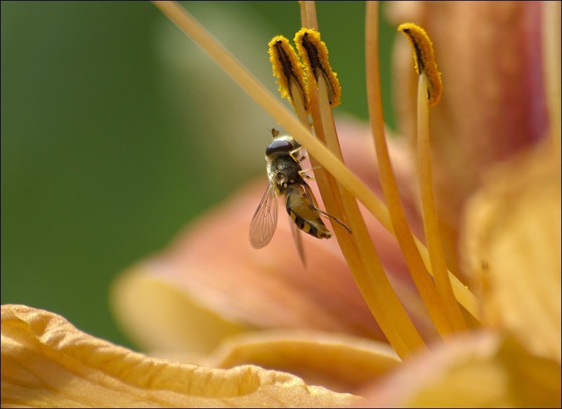 макро, цветы, лилии, насекомые Лилейнаяphoto preview