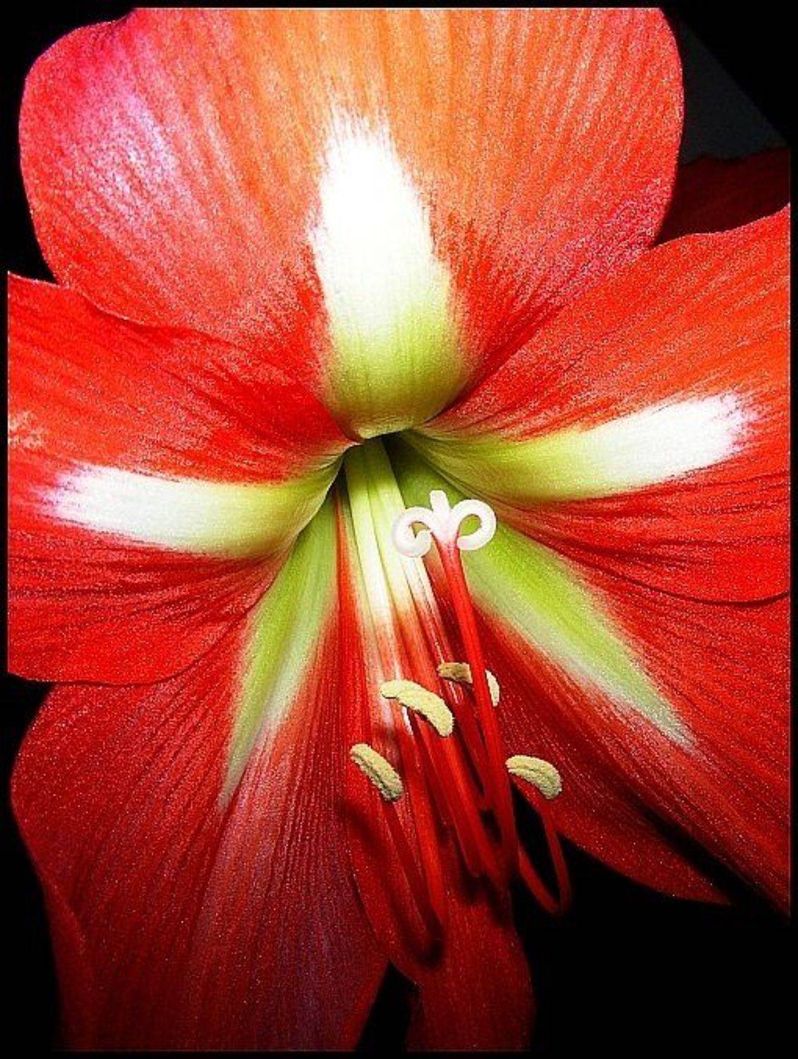 цветок, звезда, пестик, pelena